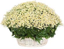 Цветочная композиция из Ромашки в корзине #REPLACE_PRED# Циолковском